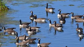biesbosch 2022-09-06 127